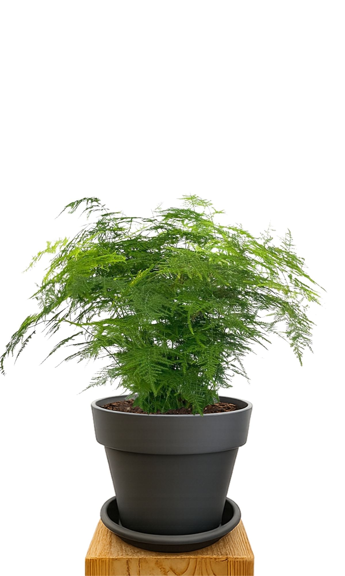 Plant kit 30 Anthracite